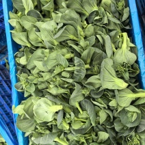 精品菜头