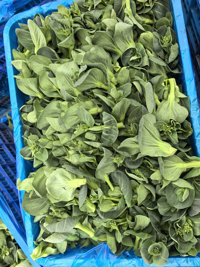 精品菜头