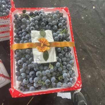 山东蓝莓大量上市，价格不高需要的联系