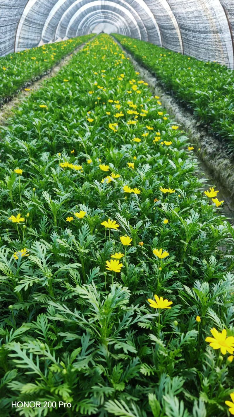 黄金菊大杯平面高度30cm，基地有量，欢迎来一亩田订购。