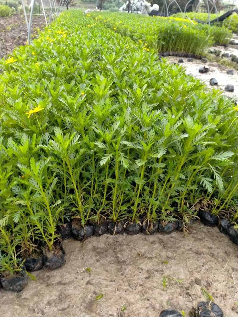 黄金菊大杯平面高度30cm，基地有量，欢迎来一亩田订购。
