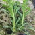 黄金菊大杯平面高度30cm，基地有量，欢迎来一亩田订购。