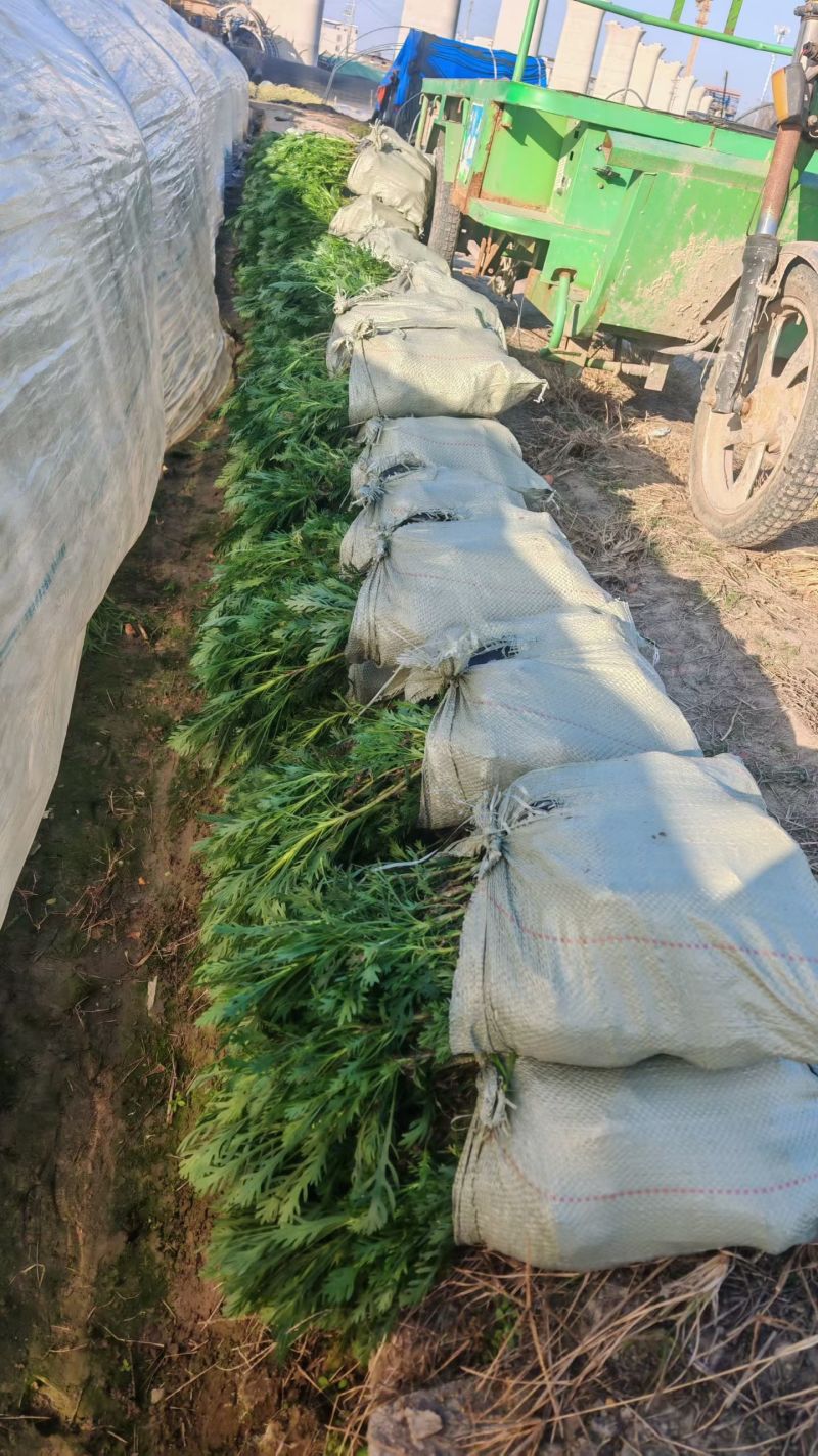 黄金菊大杯平面高度30cm，基地有量，欢迎来一亩田订购。