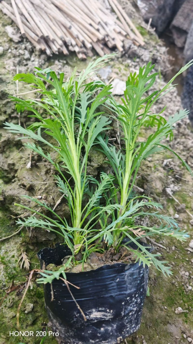 黄金菊大杯平面高度30cm，基地有量，欢迎来一亩田订购。