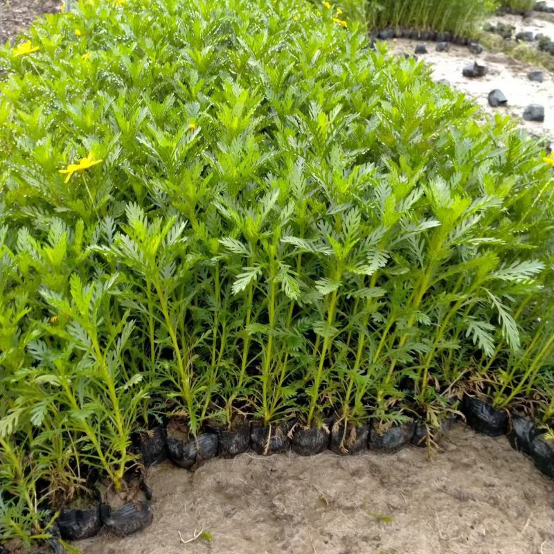 黄金菊大杯平面高度30cm，基地有量，欢迎来一亩田订购。