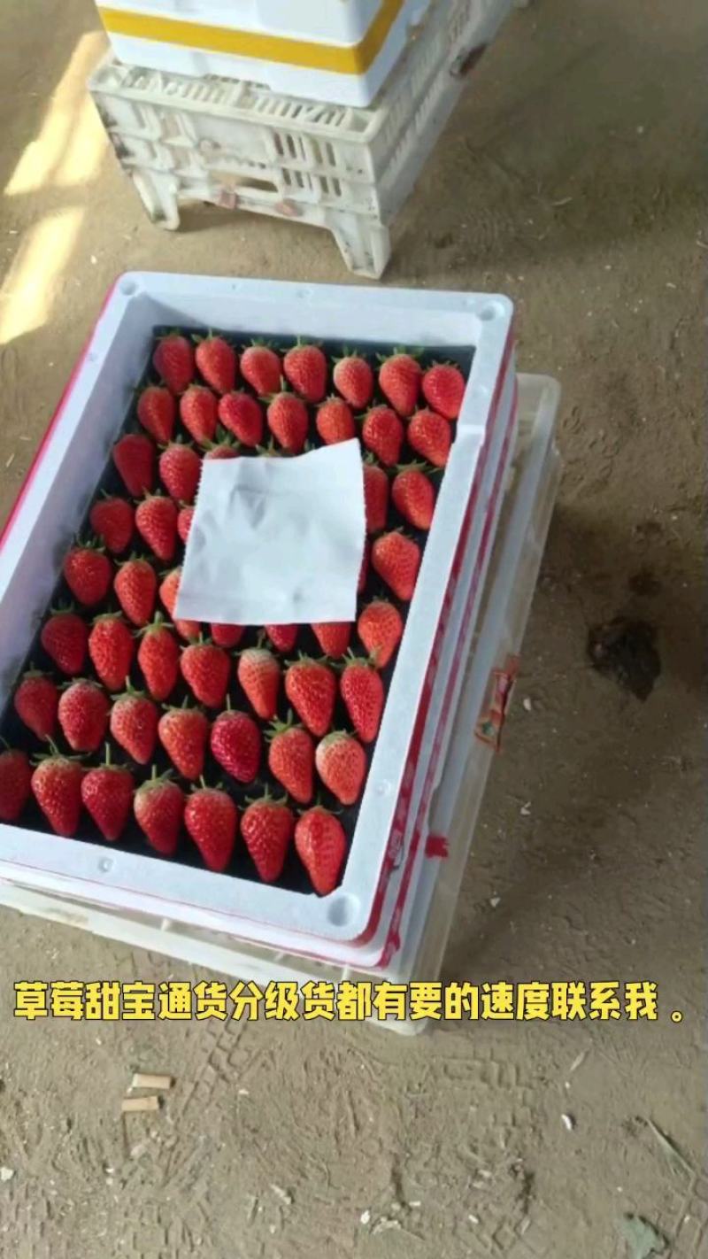 大棚草莓甜宝大量供应市场分级货通货