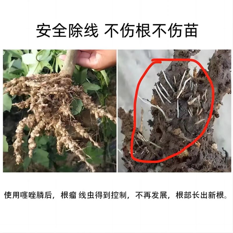 鑫星10%噻唑磷撒施颗粒剂噻唑膦黄瓜根结线虫专用杀虫剂