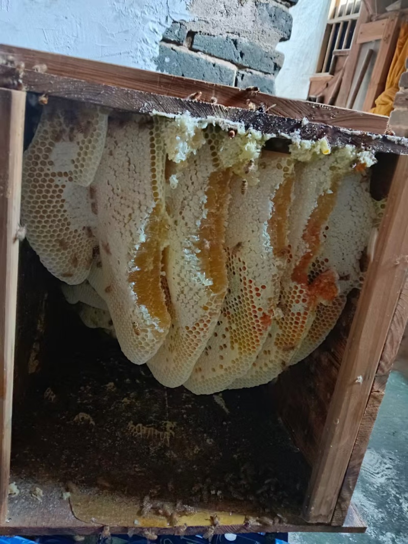 土蜂蜜