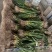 新鲜青蒜蒜苗品质优良产地直供量大从优