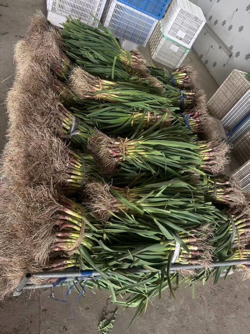 新鲜青蒜蒜苗品质优良产地直供量大从优