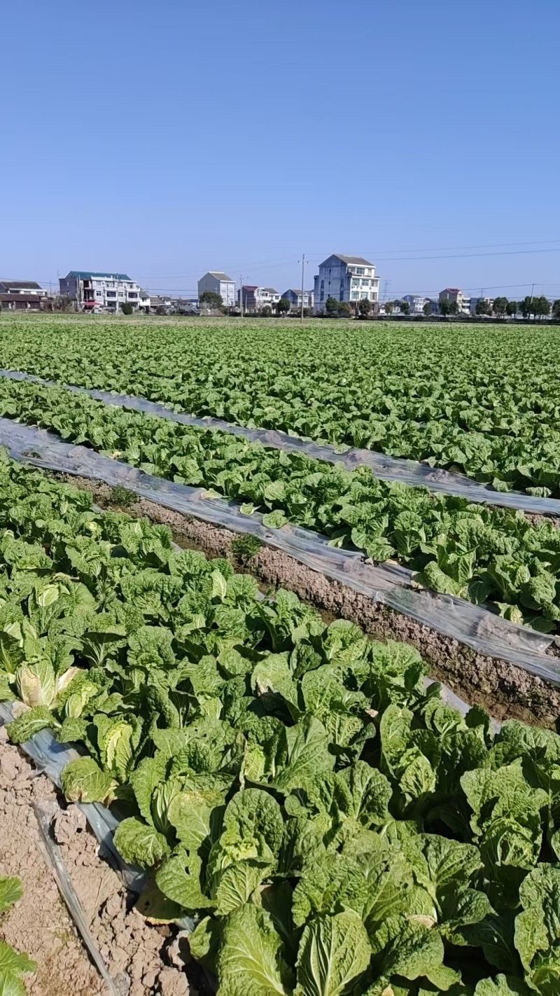 优质黄心大白菜