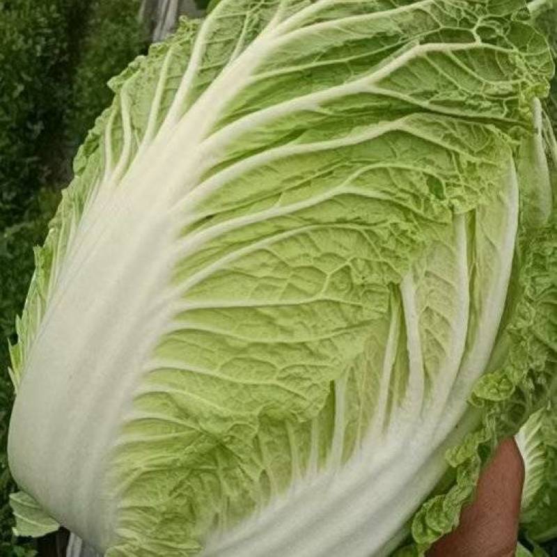 优质黄心大白菜