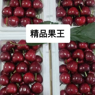 大连美早大樱桃产地代办