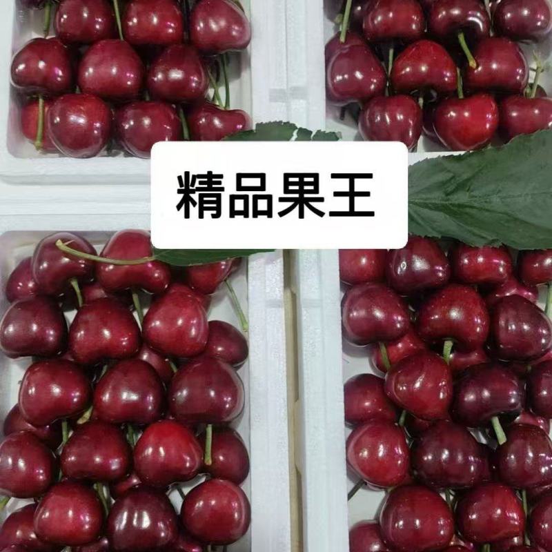 大连美早大樱桃产地代办