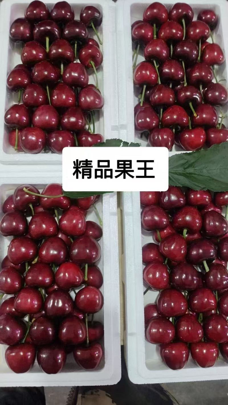 大连美早大樱桃产地代办