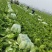 精品黄心白菜大量上市发货了产地一手货源批发品质保证