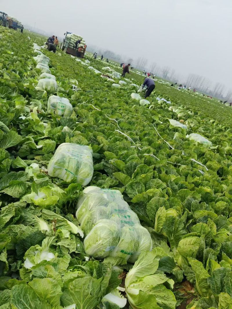 精品黄心白菜大量上市发货了产地一手货源批发品质保证