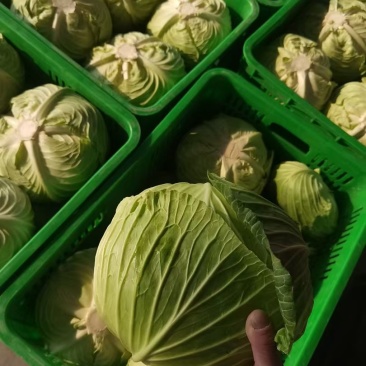湖北荆门沙洋县扁包菜大量有货品质保证价格便宜欢迎咨询合作