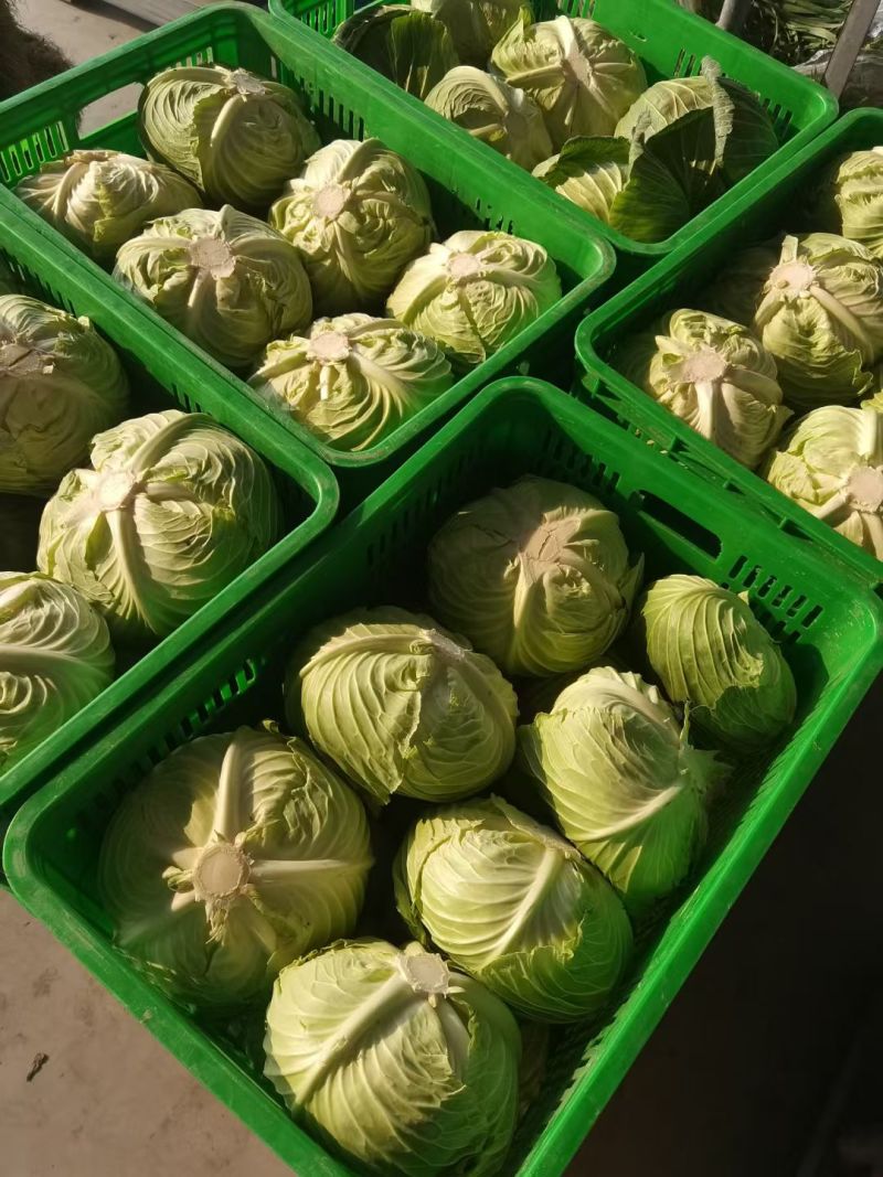 湖北荆门沙洋县扁包菜大量有货品质保证价格便宜欢迎咨询合作