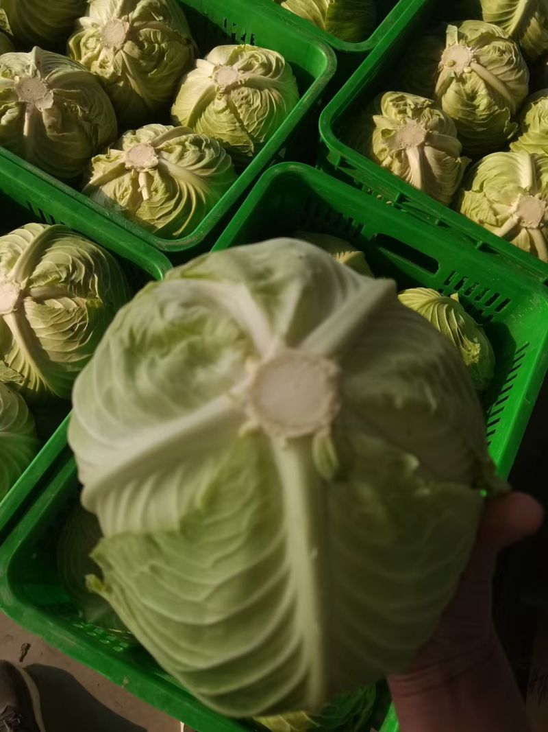 湖北荆门沙洋县扁包菜大量有货品质保证价格便宜欢迎咨询合作