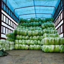 精品黄心白菜大量上市发货了产地一手货源批发品质保证