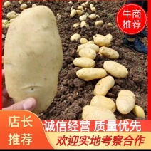 山东肥城冷库储存土豆，沃土，荷兰系列，袋装，箱装