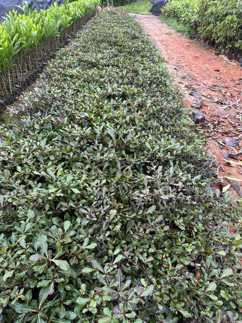 小叶榄仁绿化苗木一手货源自产自销量大价格优惠