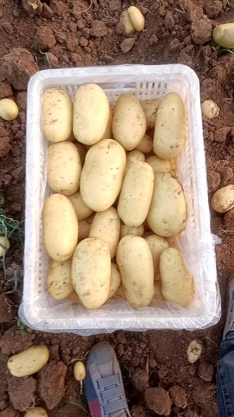 山东肥城冷库储存土豆，沃土，荷兰系列，袋装，箱装