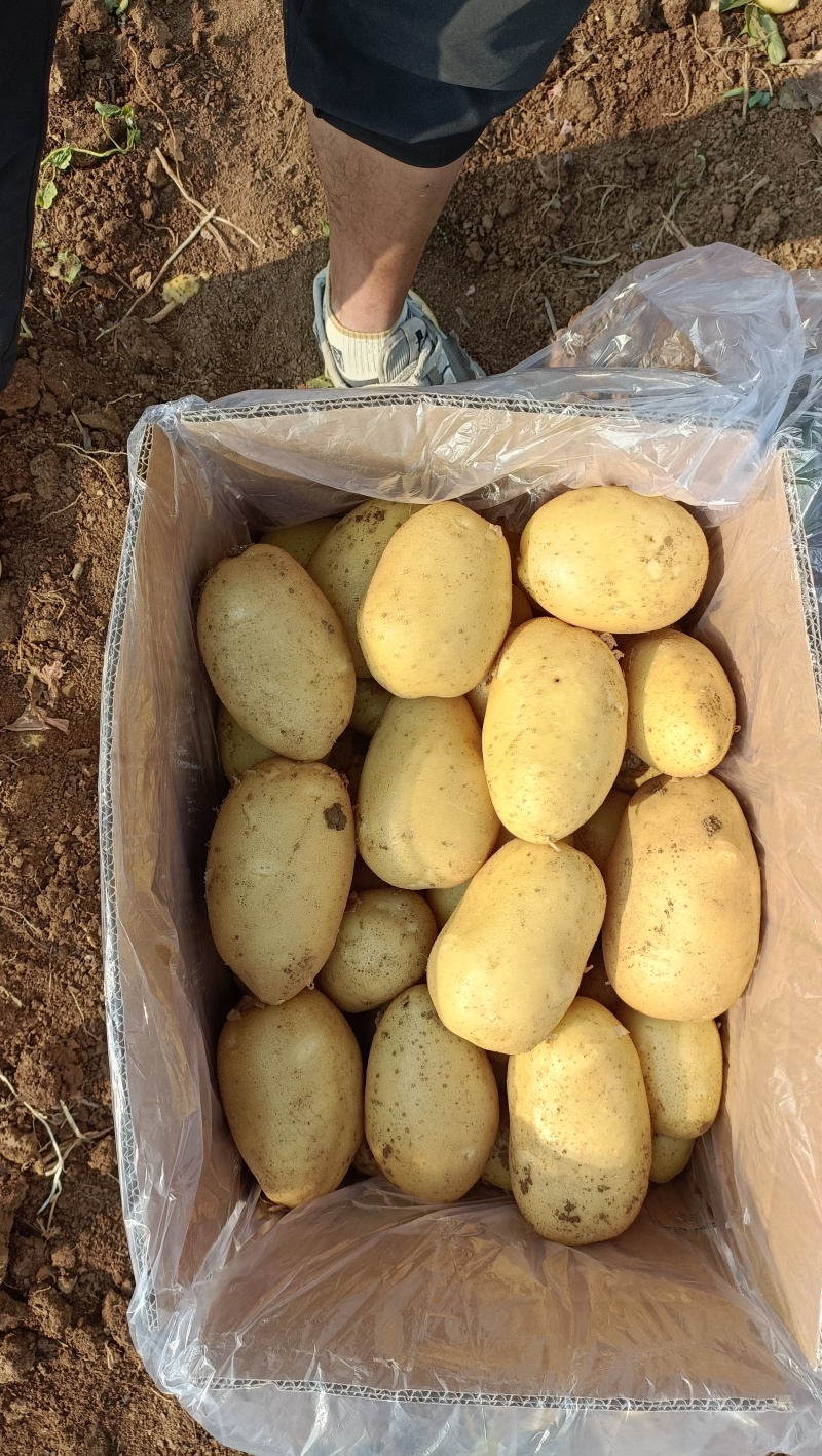 山东肥城冷库储存土豆，沃土，荷兰系列，袋装，箱装