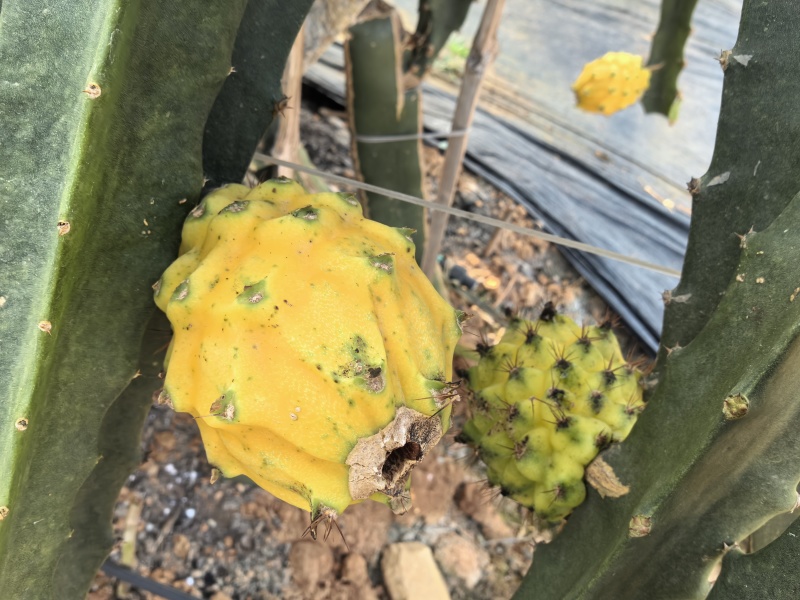 云南芒市燕窝果，大量新鲜现货速发，产品保质保量欢迎选购