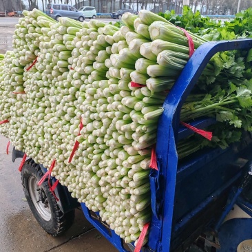 芹菜