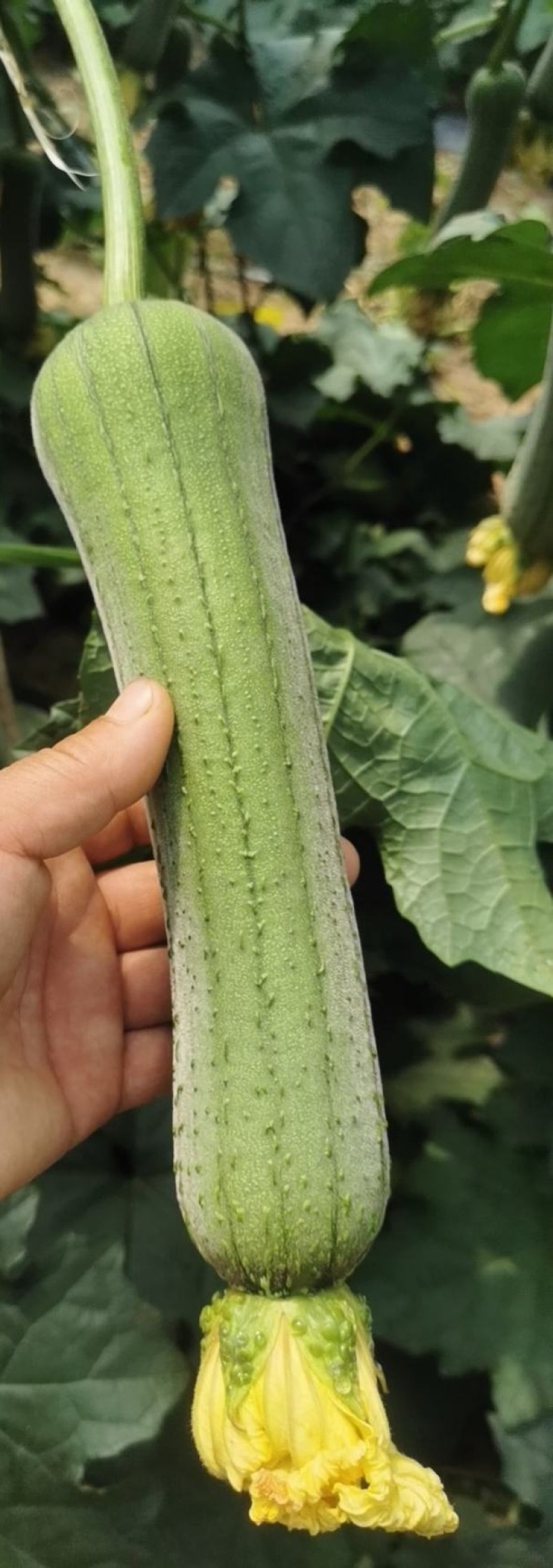 肉丝瓜，长丝瓜，现货刚上市，质量一级。