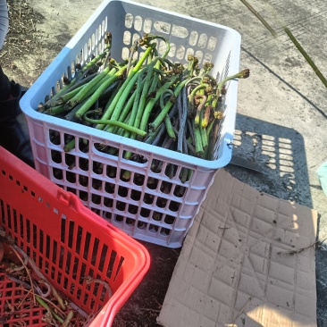 贵州野生蕨菜