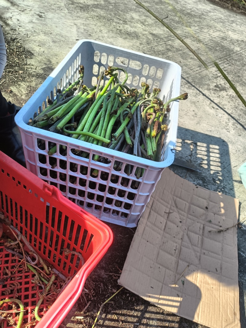 贵州野生蕨菜