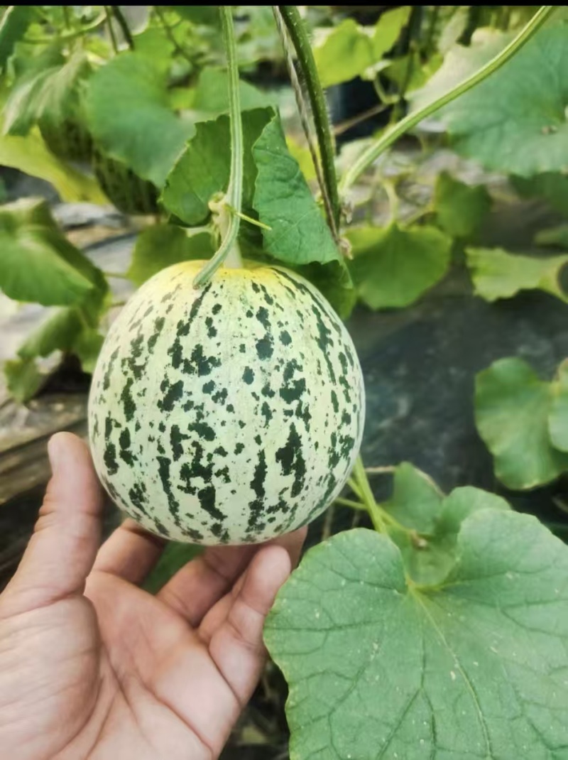 【重磅推荐】花美人甜瓜/花蕾甜瓜/产地直发/量大从优