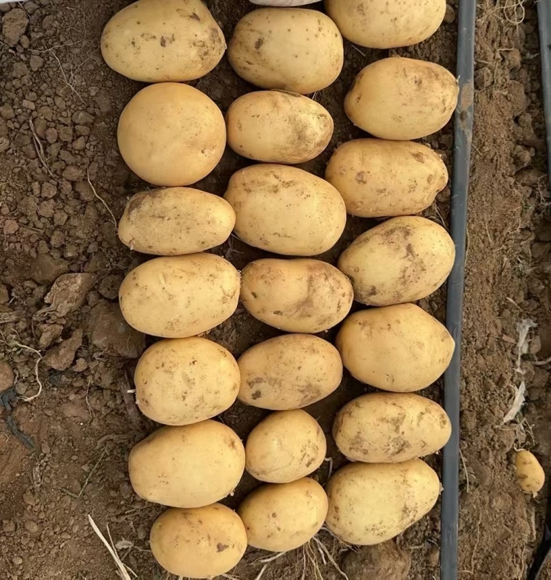 湖北荆门沙洋黄心黄心土豆产地发货一手货源批发品质保证