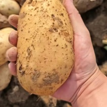 湖北荆门沙洋黄心黄心土豆产地发货一手货源批发品质保证