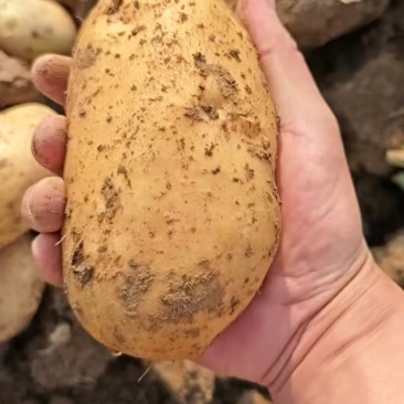湖北荆门沙洋黄心黄心土豆产地发货一手货源批发品质保证