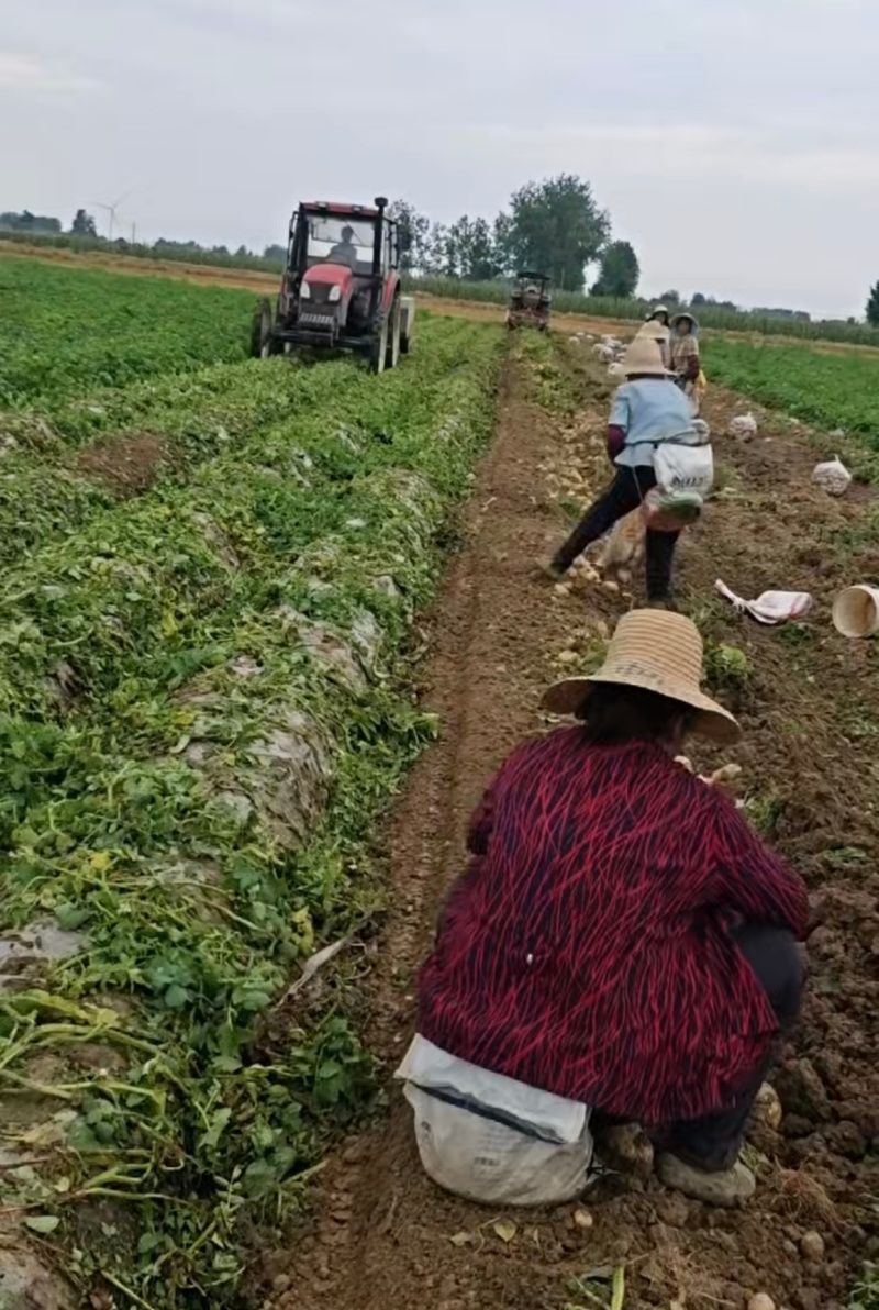 湖北荆门沙洋黄心黄心土豆产地发货一手货源批发品质保证