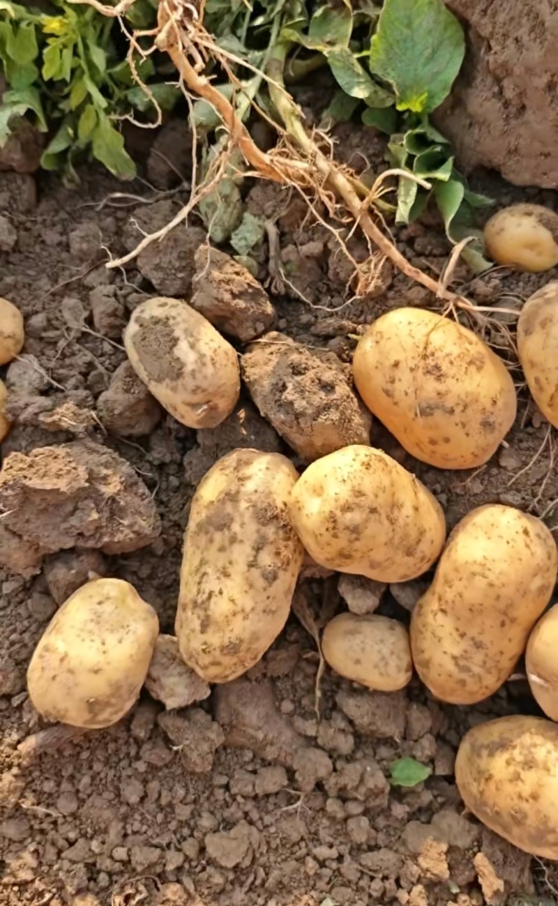 湖北荆门沙洋黄心黄心土豆产地发货一手货源批发品质保证