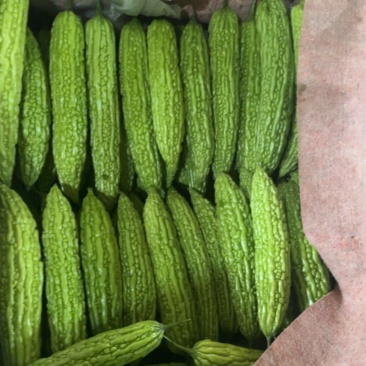 寿光精品苦瓜