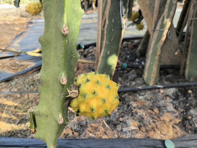 云南芒市燕窝果，大量新鲜现货速发，产品保质保量欢迎选购