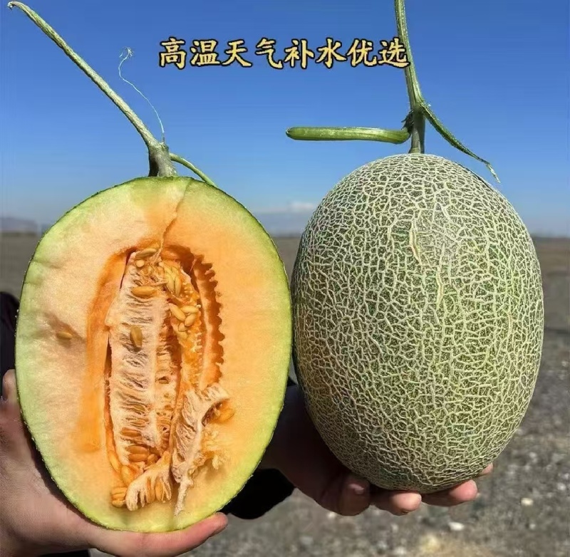 【热卖推荐】晓蜜25哈密瓜规格齐全/口感好/糖度高