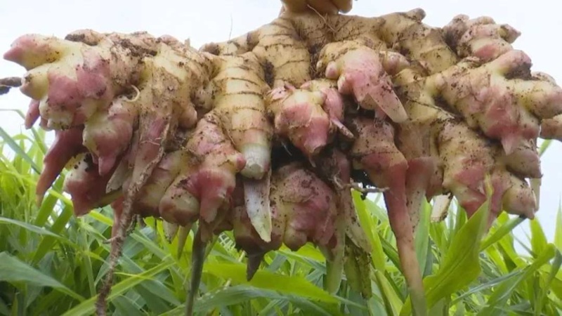 ***农家一手种植小黄姜