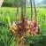 ***农家一手种植小黄姜
