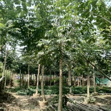 火焰木绿化苗一手货源自产自销量大价格优惠