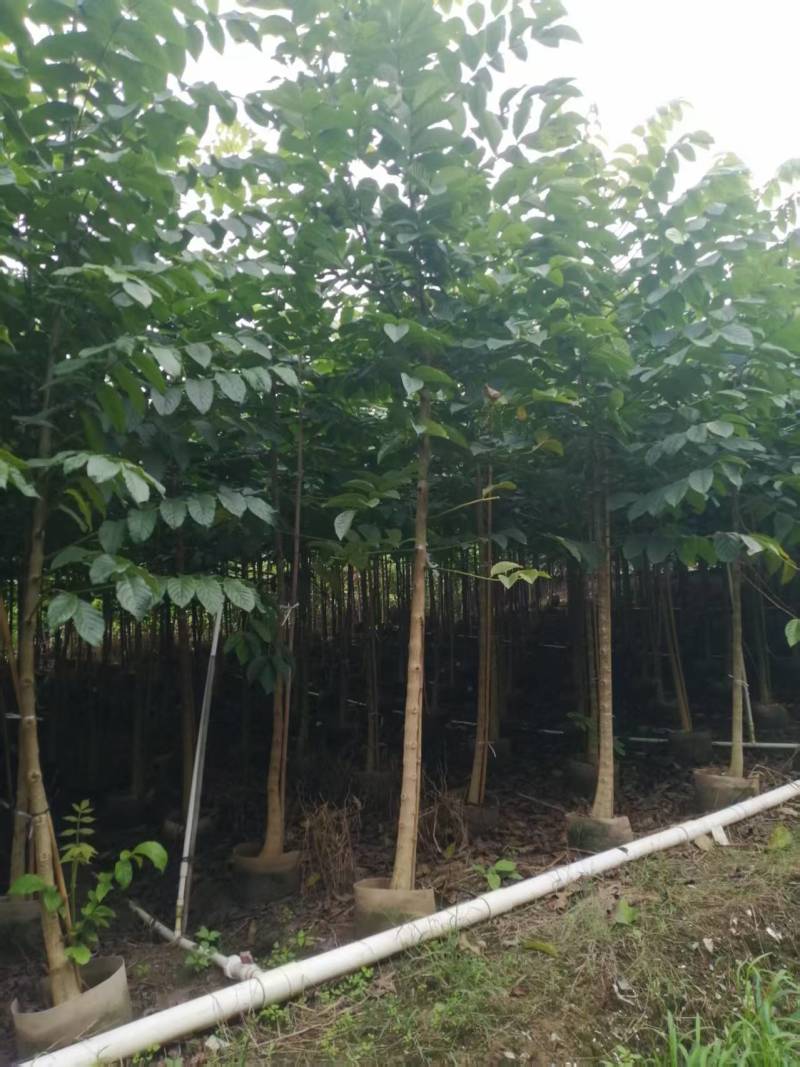 火焰木绿化苗一手货源自产自销量大价格优惠