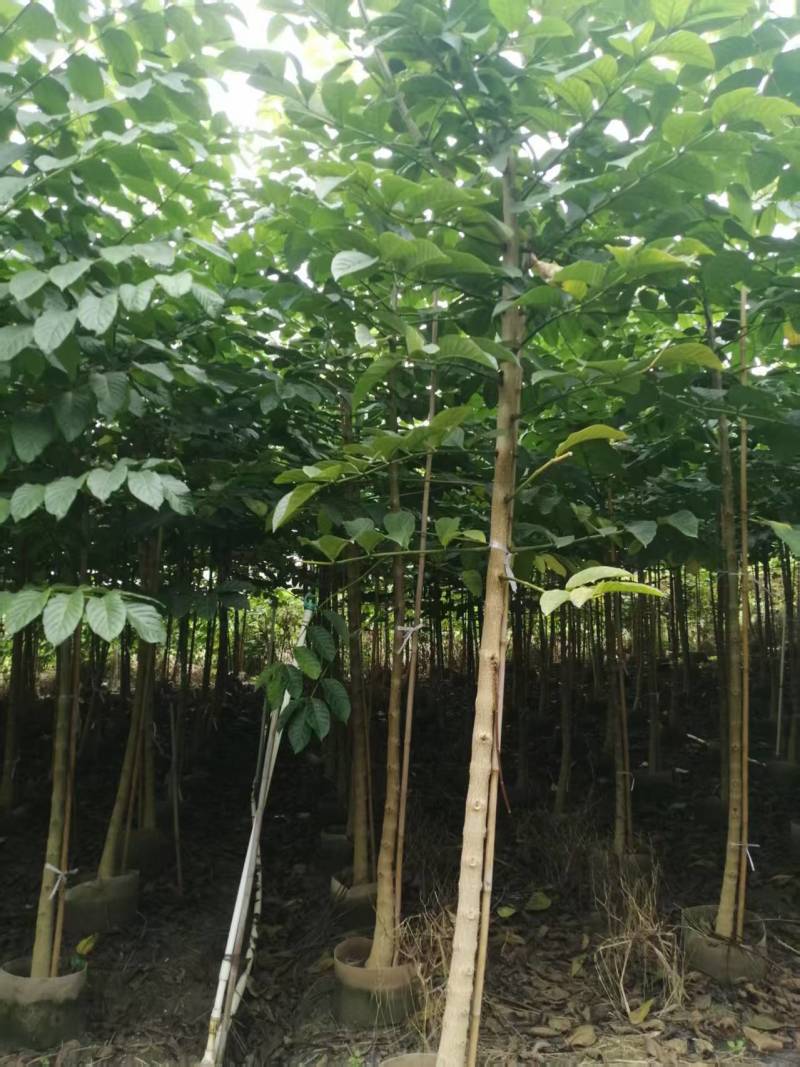 火焰木绿化苗一手货源自产自销量大价格优惠