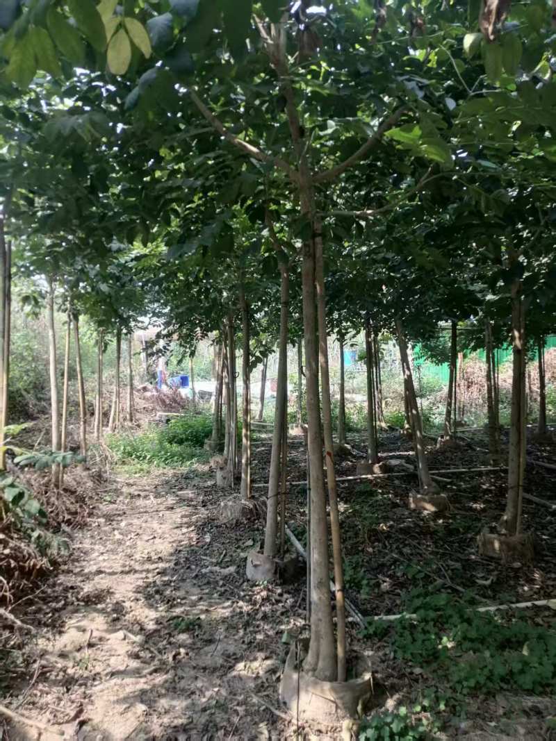 火焰木绿化苗一手货源自产自销量大价格优惠