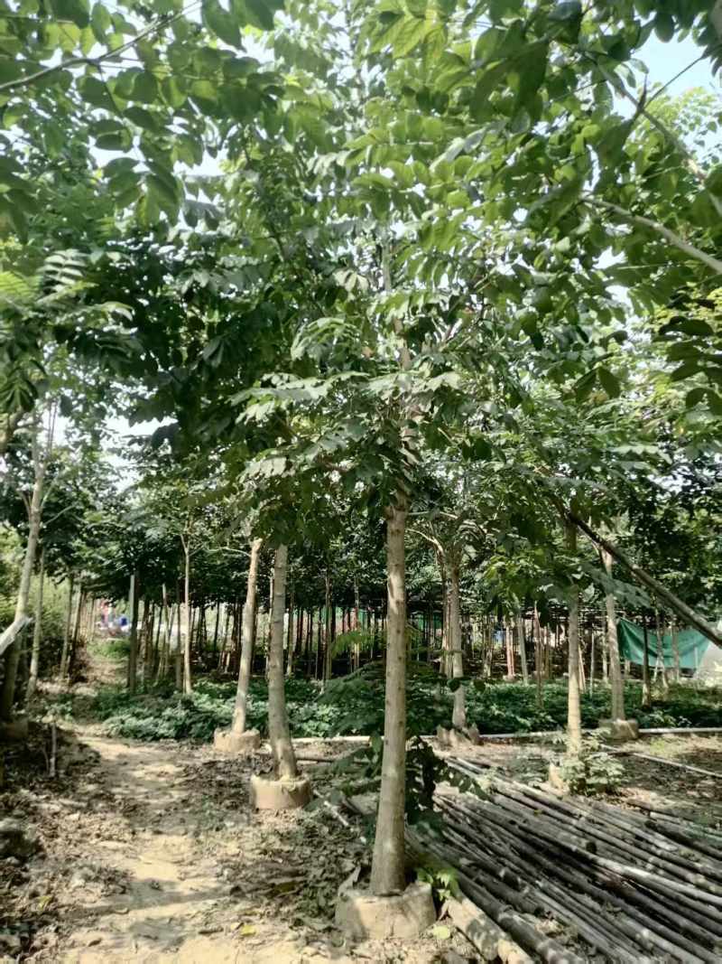 火焰木绿化苗一手货源自产自销量大价格优惠